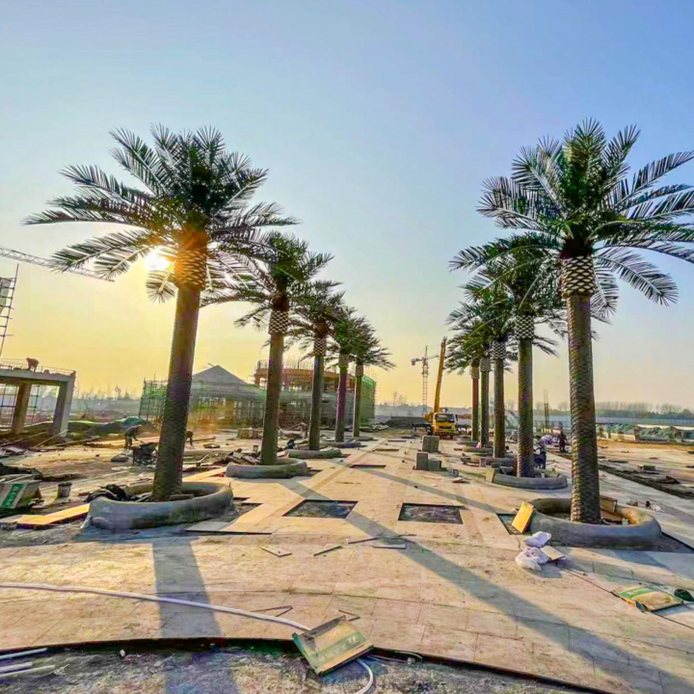 Artificial Canary date palms in circular planters along a plaza still under construction
