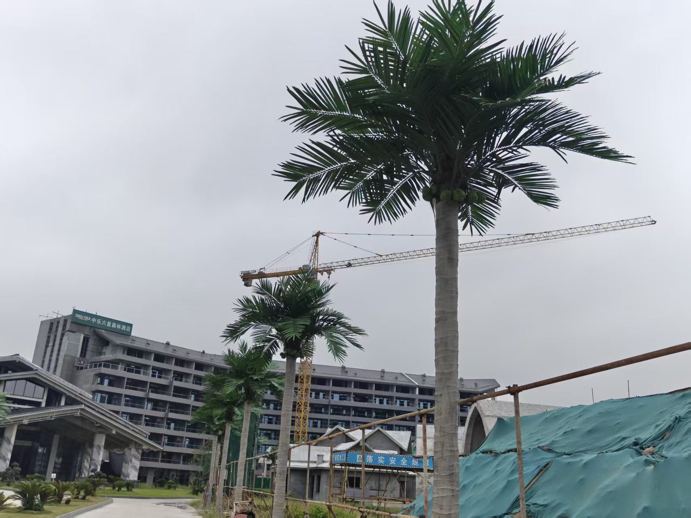 Tall artificial coconut palms installed at a resort under construction with a tower crane behind