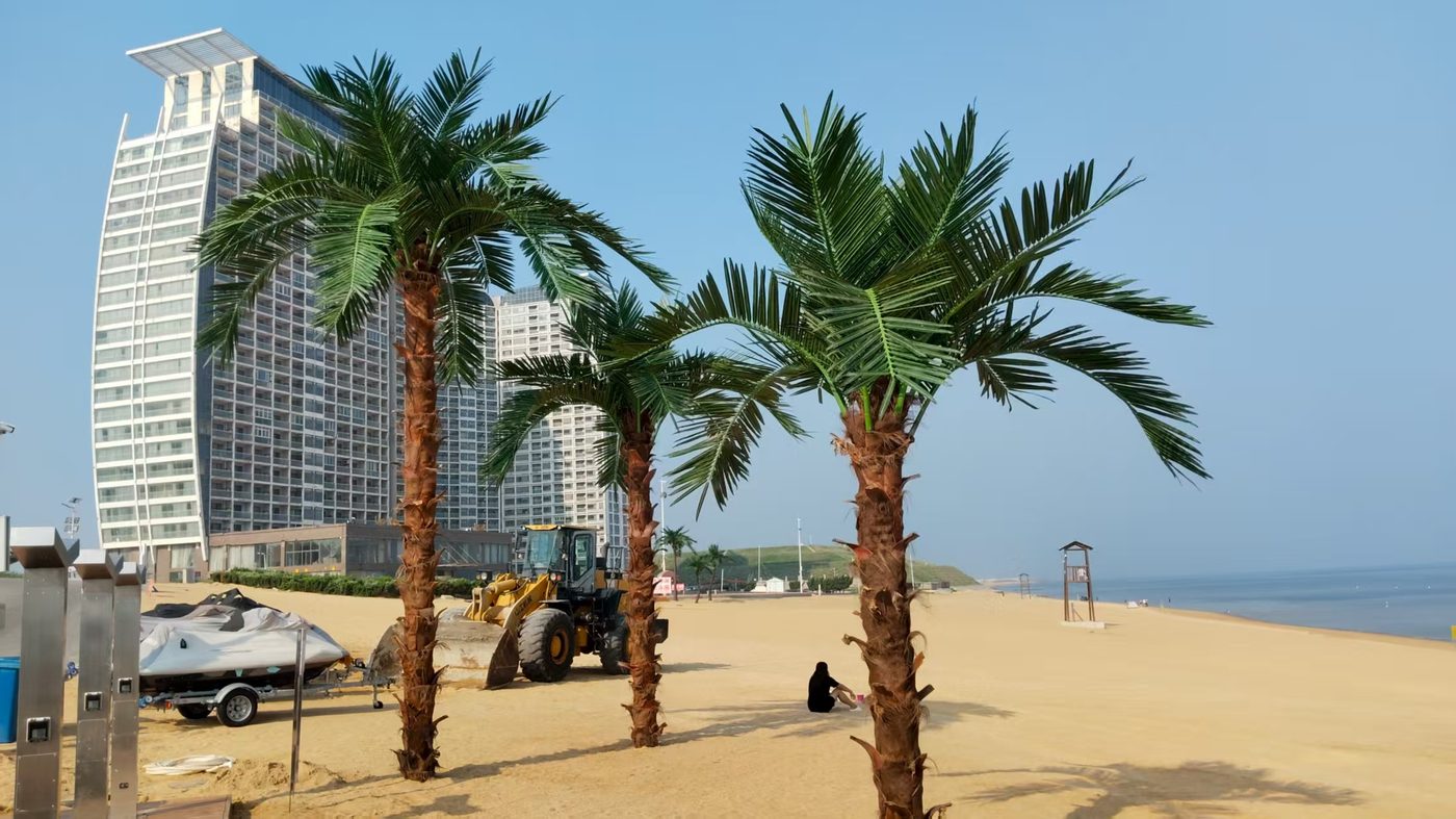 Artificial date palms planted on a sandy beach in front of a beachfront hotel