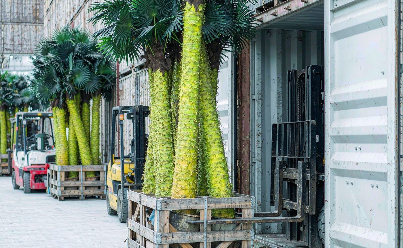 Artificial trees braced inside timber export crates ready for loading into a shipping container