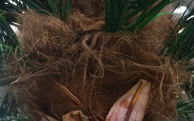 palm tree structure and trunk detailing