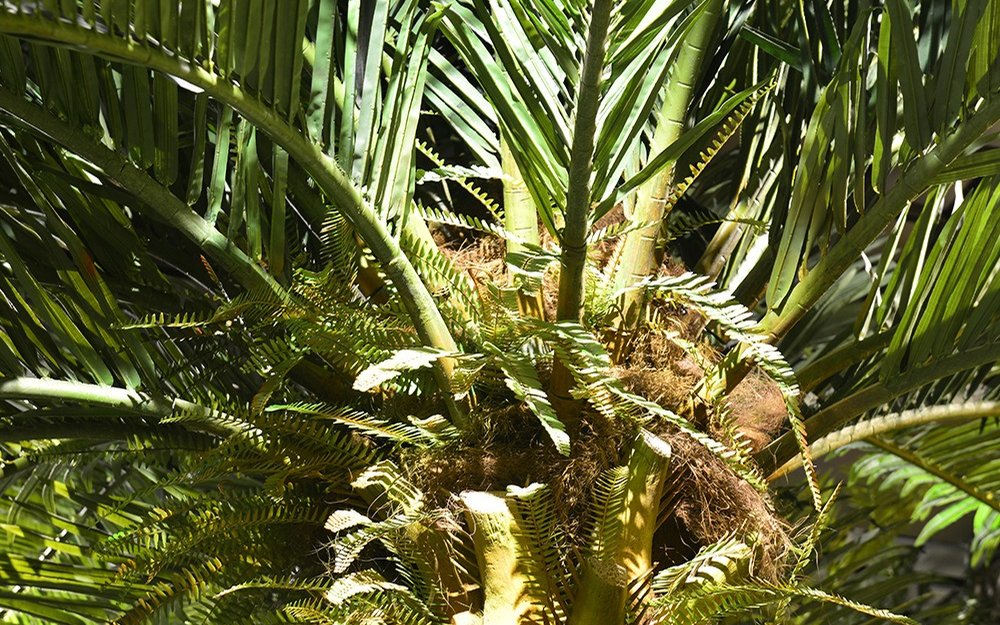 Close-up of an artificial palm crown with fronds radiating from the centre and dense fibre at the crown-to-trunk junction