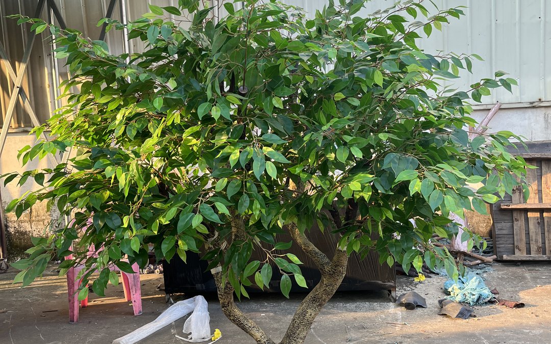 Artificial ficus canopy and multi-stem trunk standing in the factory yard