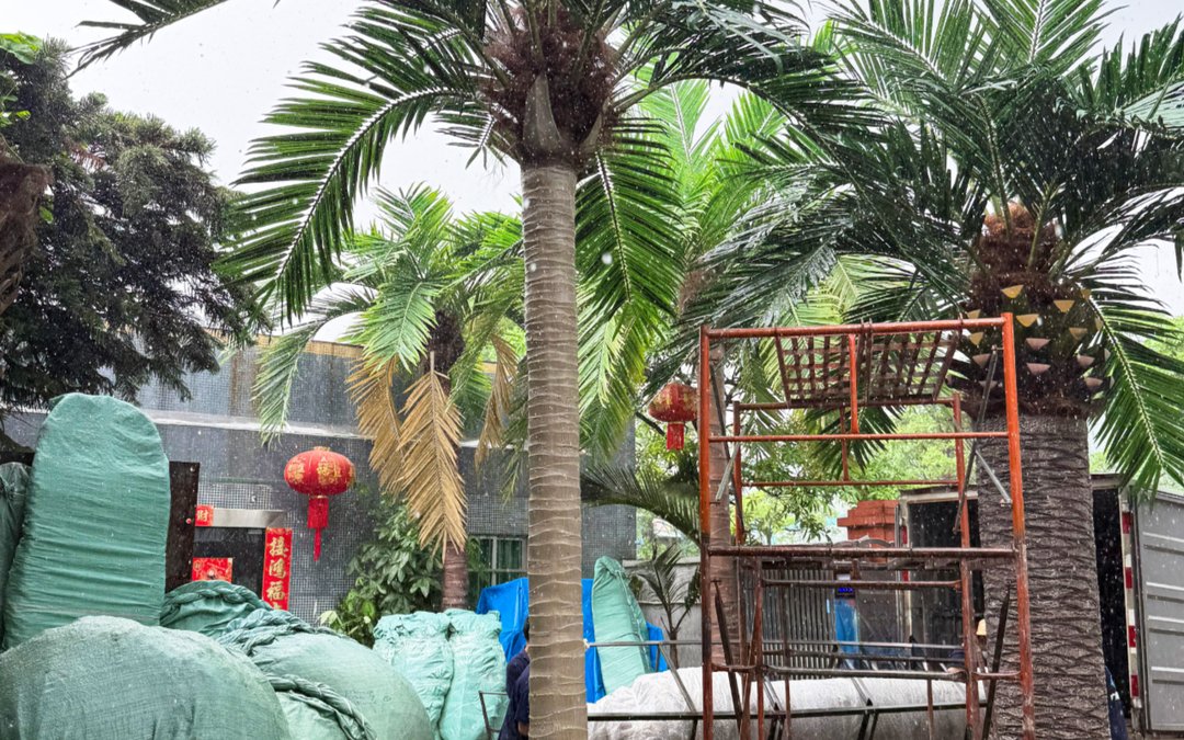 Artificial palms staged in the factory yard in the rain beside tarped export bundles