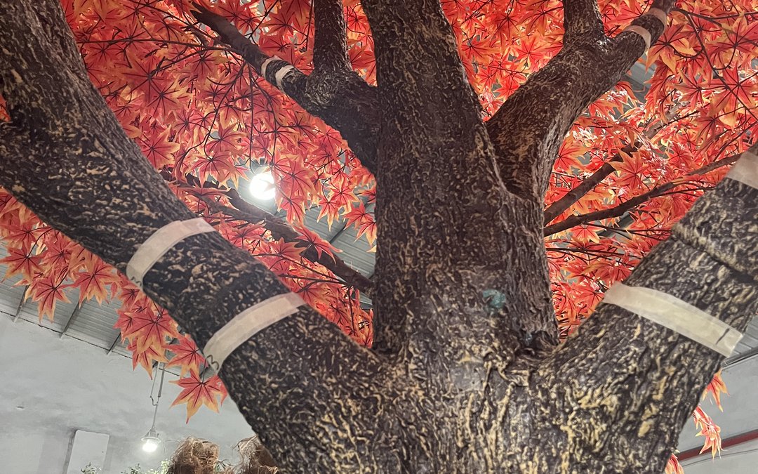 Maple canopy tree with banded branch junctions in the workshop