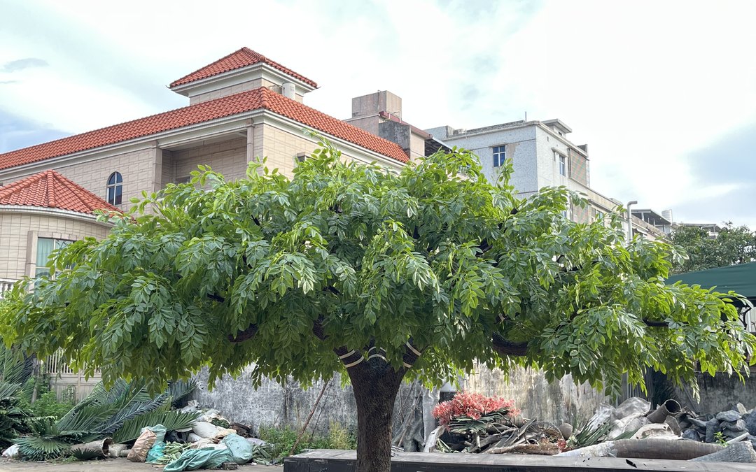 A hotel atrium case study on fitting a giant ficus under a restricted ceiling void: height limits, canopy reduction, base plate and night installation.