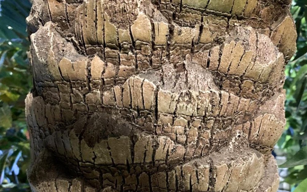 Moulded diamond bark pattern on a date palm trunk shell in close-up