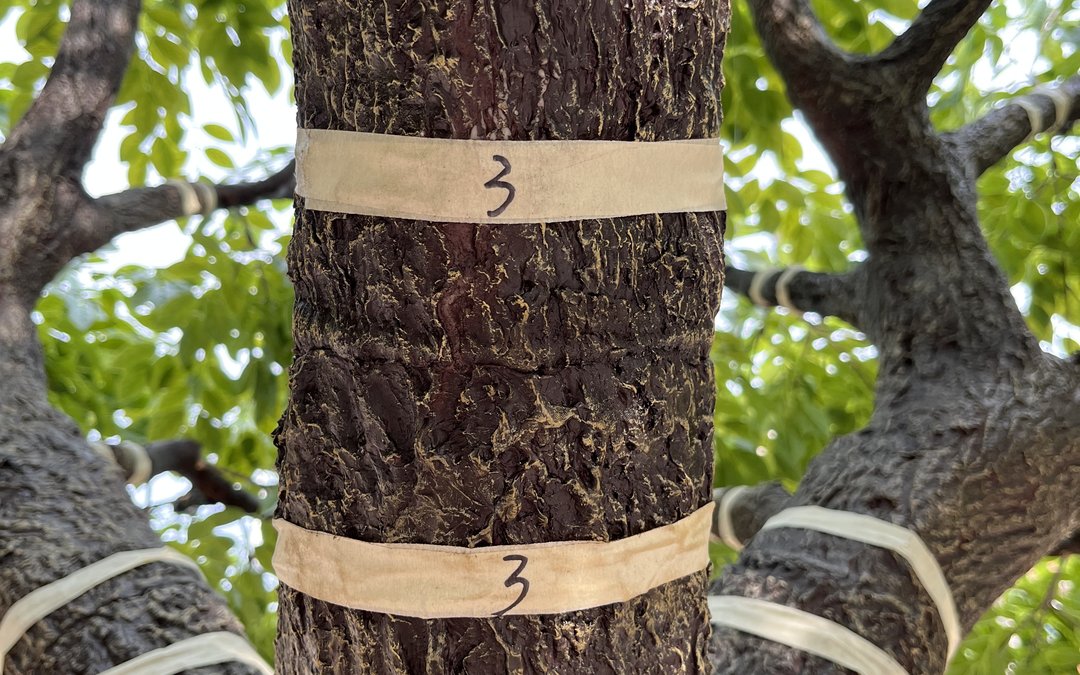 Trunk and branch arms carrying hand-numbered banding during assembly