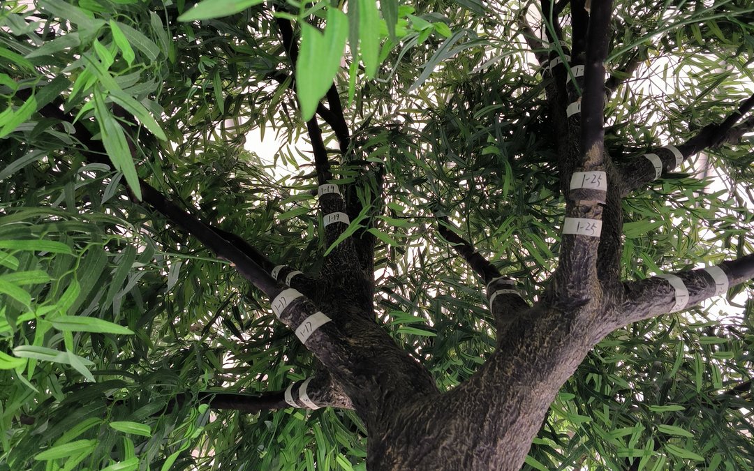 Numbered branch tags strapped to branches inside a willow-leaf canopy