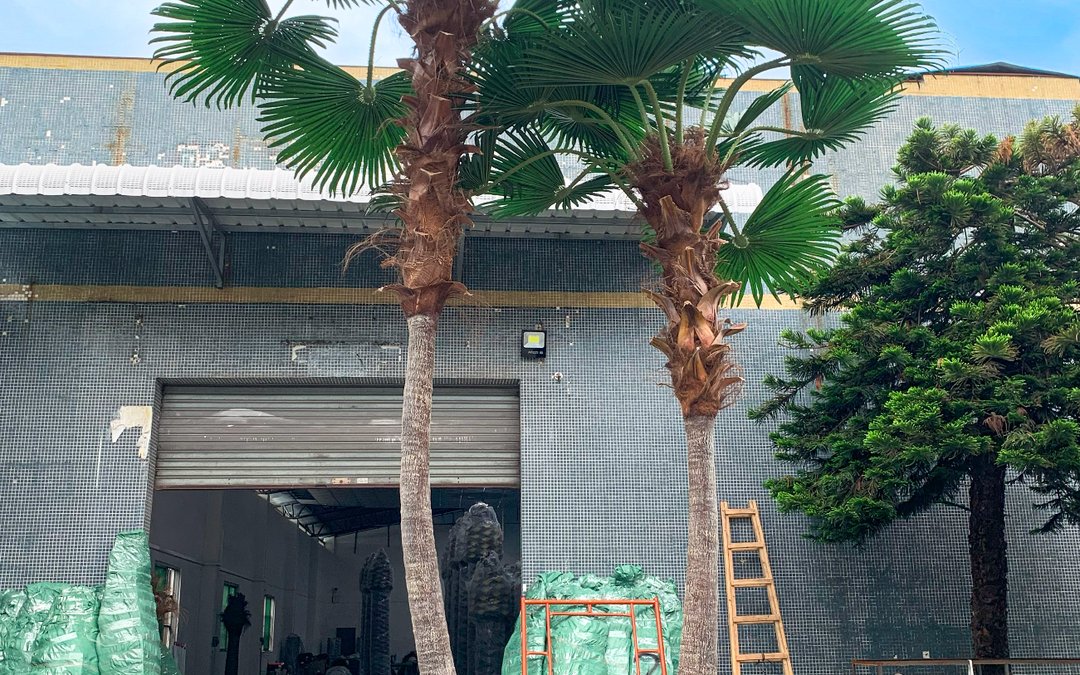 Two palms standing in the works yard outside the loading bay, with bagged crowns and a trolley alongside