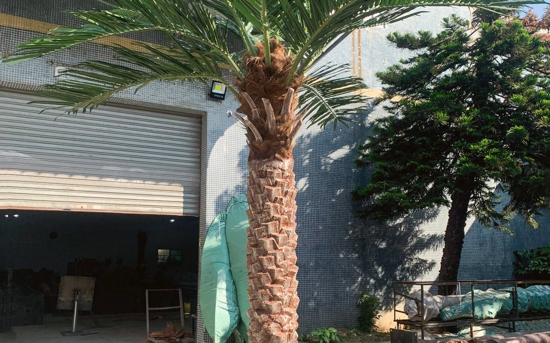 Palm standing outside the workshop door during finishing, bagged foliage bundles leaning against the trunk