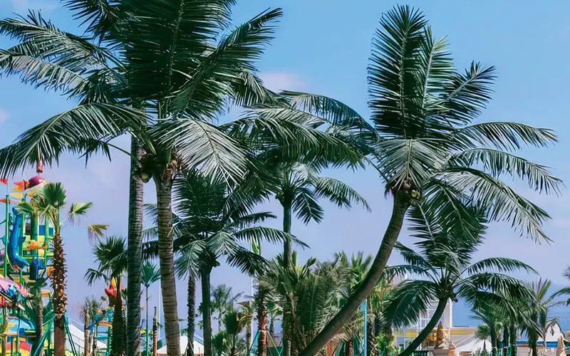 Coconut palms over a water-park deck