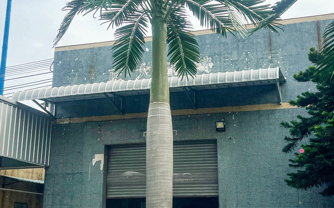 A palm installed in front of the factory building