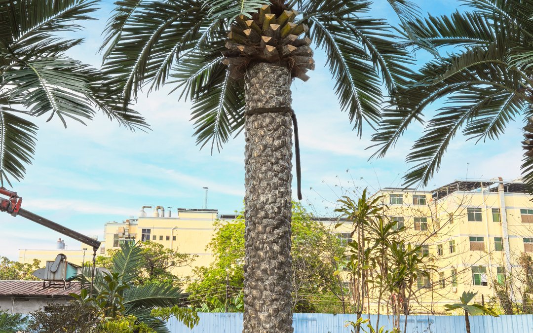 Palm trunk and crown in the factory yard before dispatch