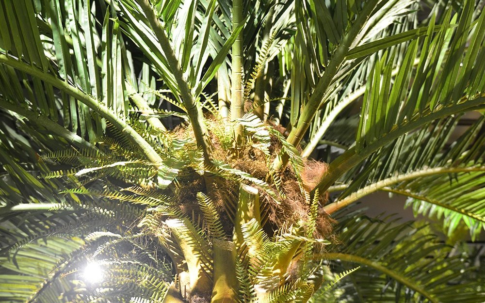 Close-up of an artificial palm crown, fronds radiating from the centre with dense fibre at the crown-to-trunk junction