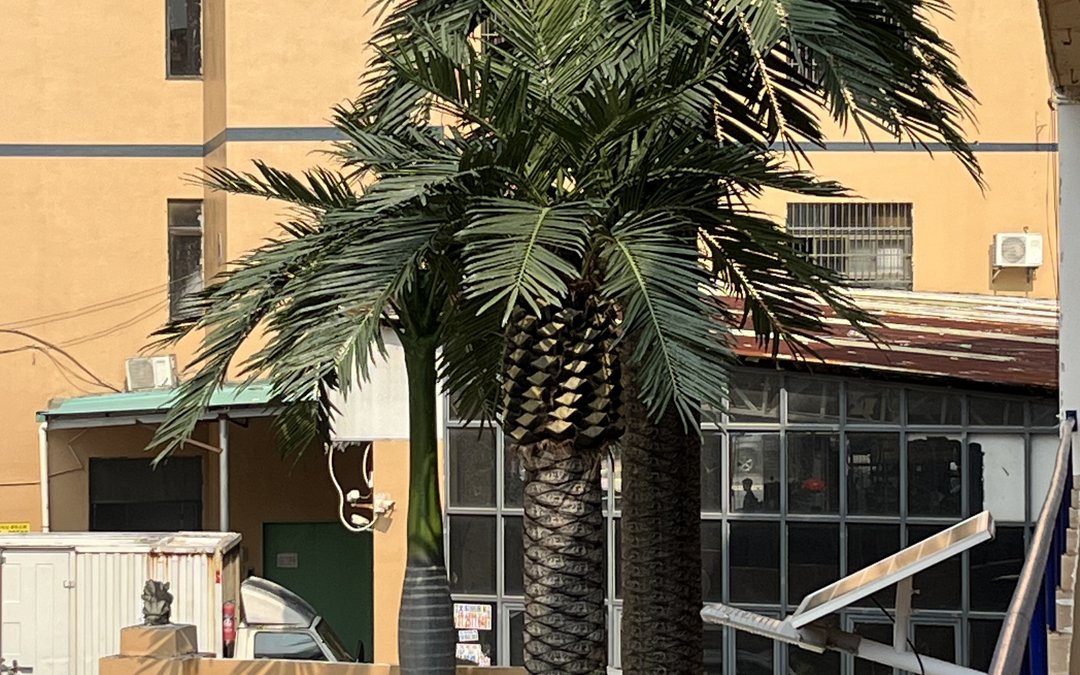 Two artificial palm trees with moulded fibre-glass trunks standing in the factory yard