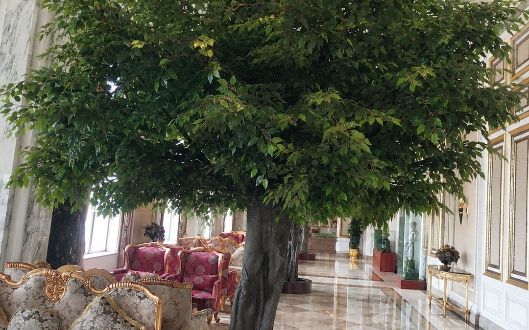 A large canopy tree standing in a formal interior with trunk and canopy structure visible below the foliage