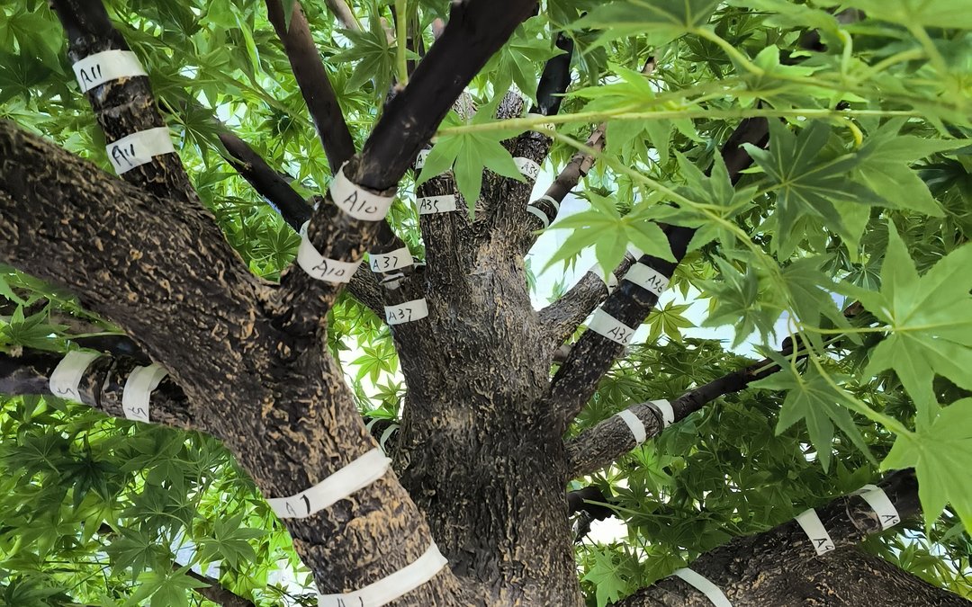 Numbered branch tags strapped to a maple armature during dry-fit assembly