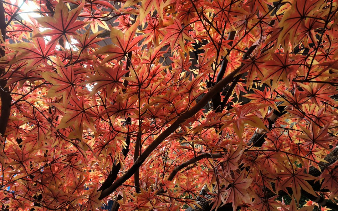 Maple canopy seen from below with dense red-orange foliage on dark branchwork