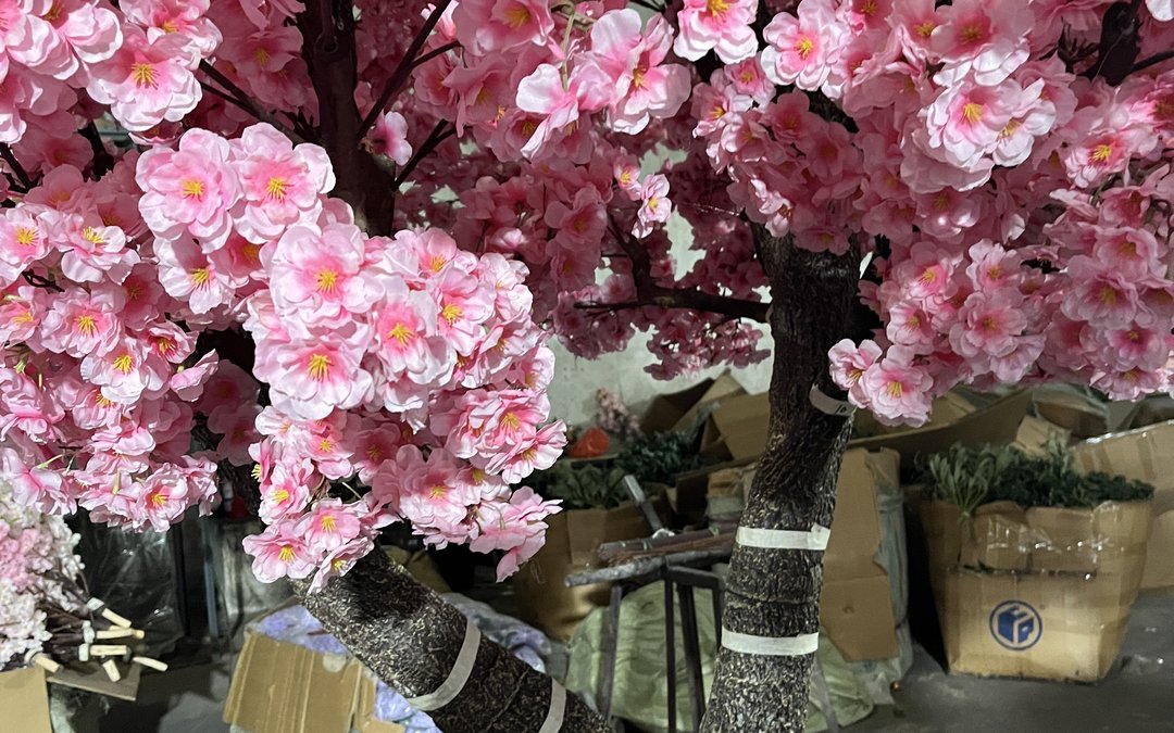 Pink blossom trees in the assembly hall with trunks banded and open export cartons staged behind