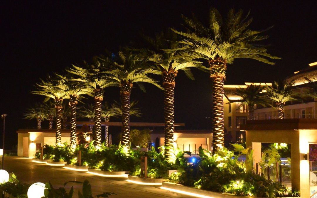 Date palm trees with uplighting at a resort entrance in the evening
