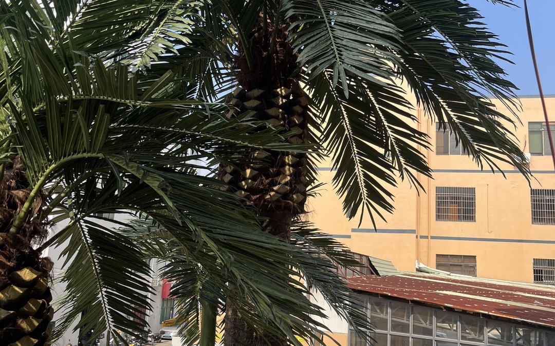 Finished artificial palms standing in the factory yard