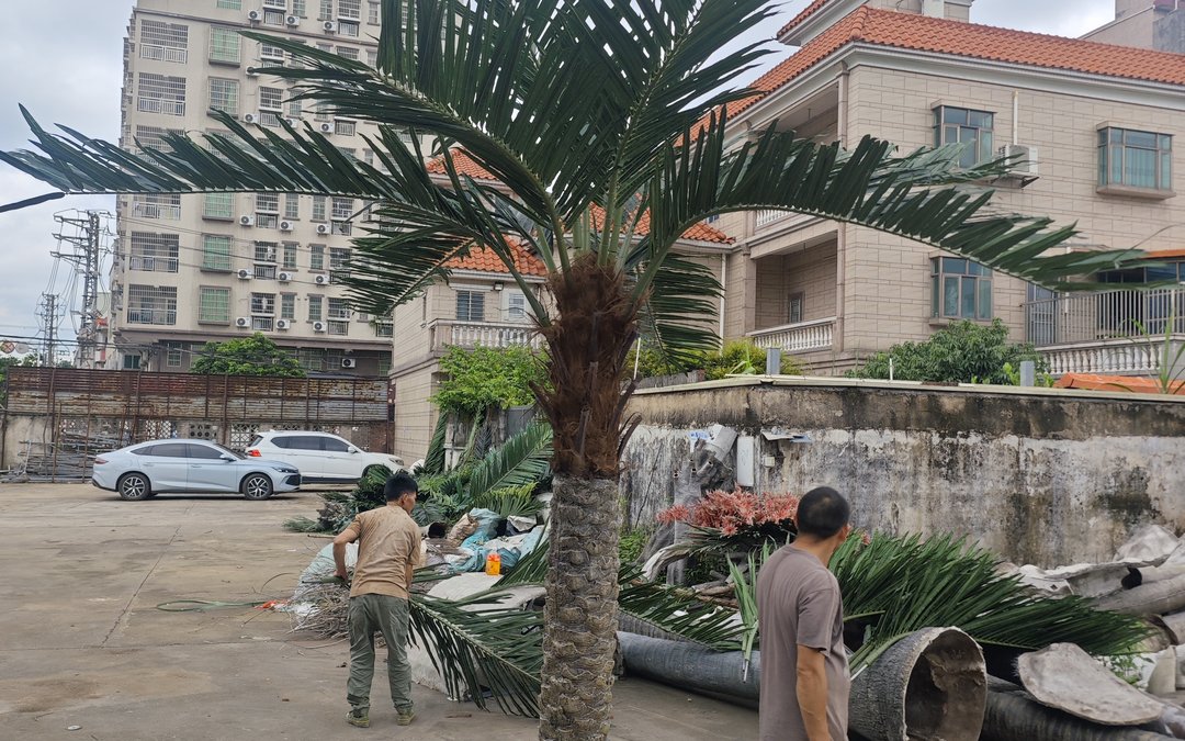 palm tree standing in the factory yard surrounded by loose fronds and handling crew