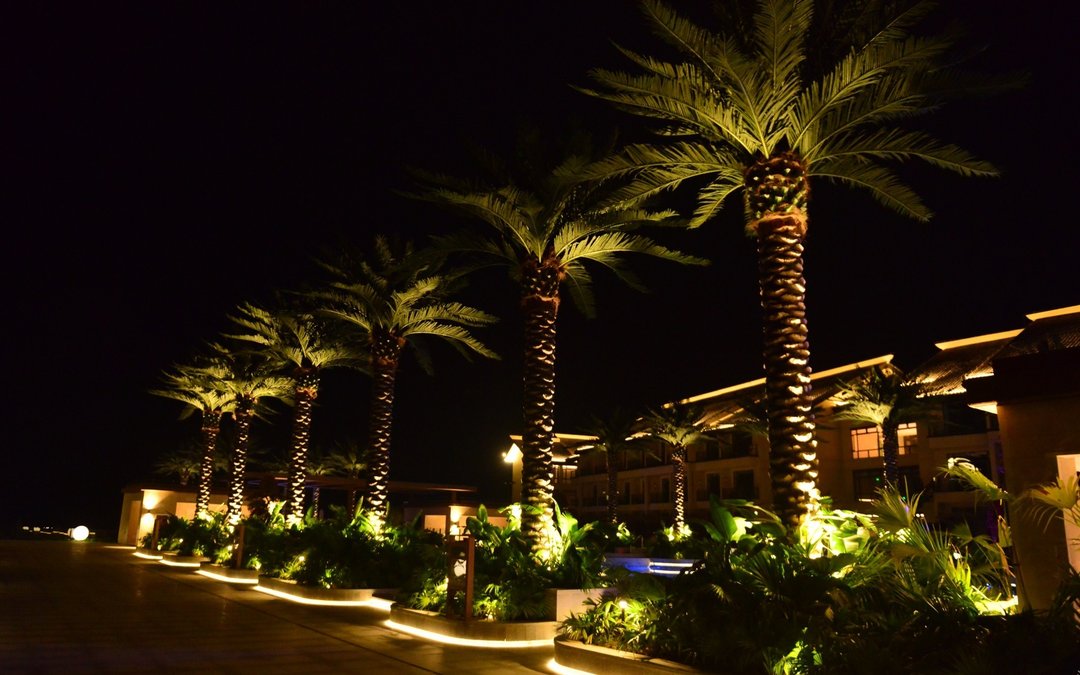 A row of uplit date palms in raised planters along a resort walkway at night