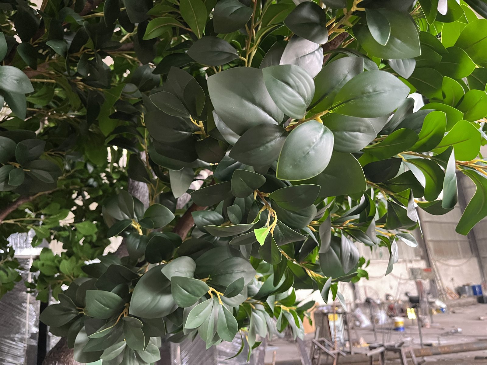 榕叶近景,叶脉纹理清晰 — 榕树:车间与项目现场实拍