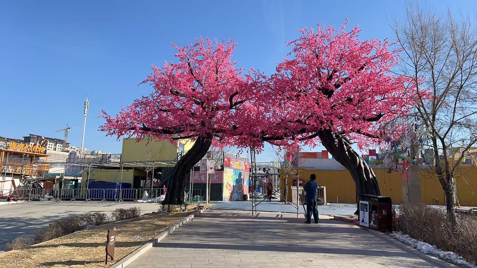 湖边步道成对粉樱 — 花树：车间与项目现场实拍