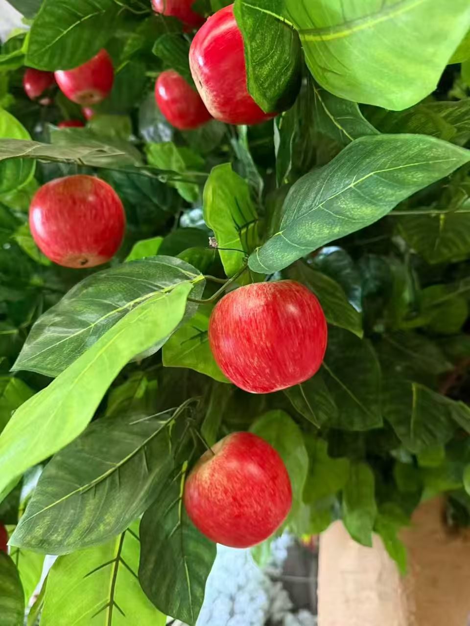 Apple cluster closeup on the branch