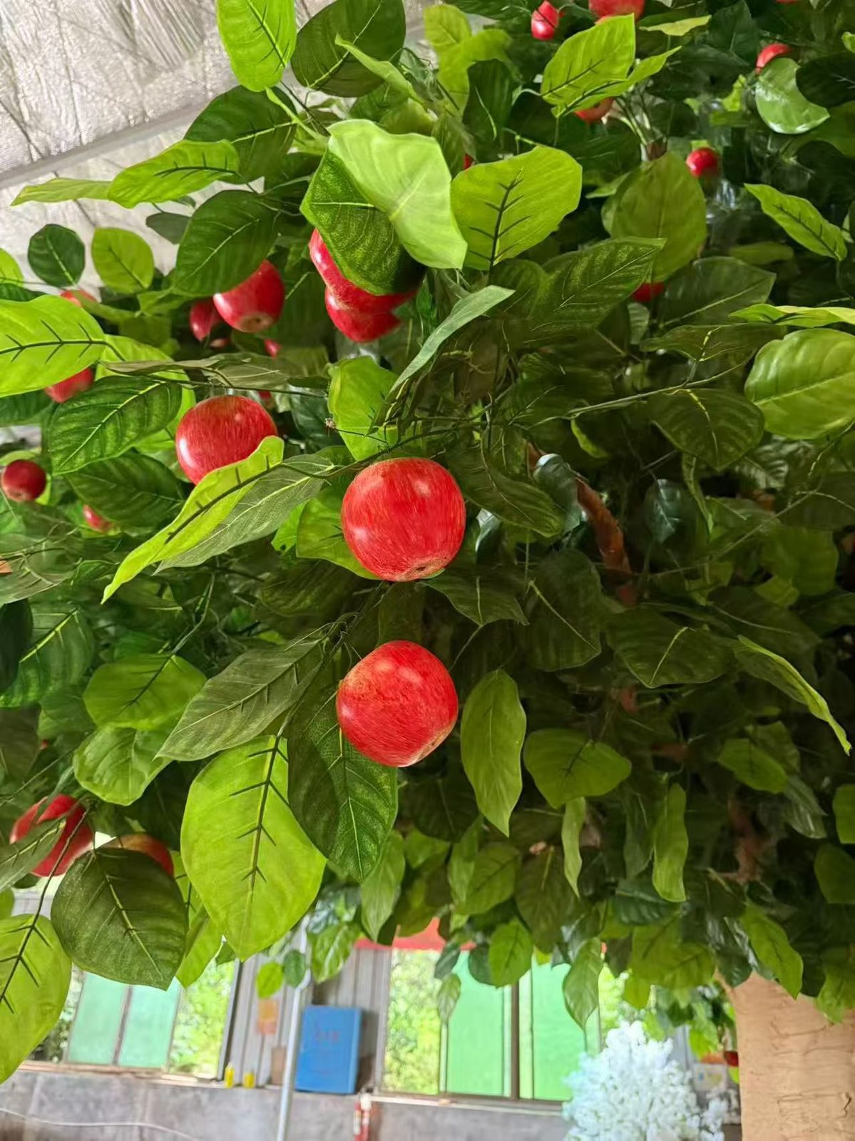 Red apples set at natural spacing