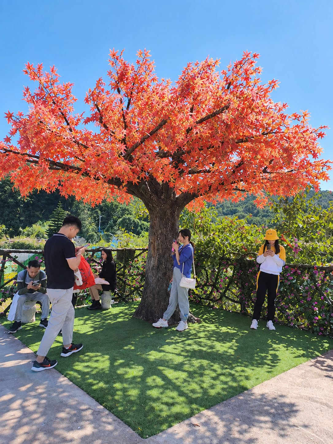 公园项目成排红枫与游客 — 枫树:车间与项目现场实拍