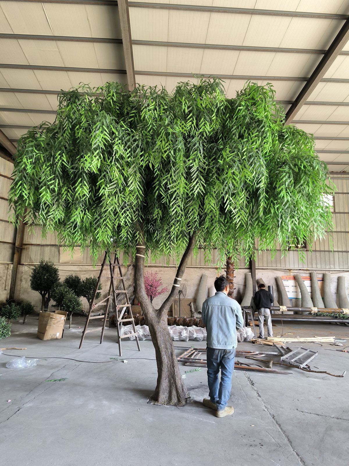 Willow with 1.7 m human scale reference