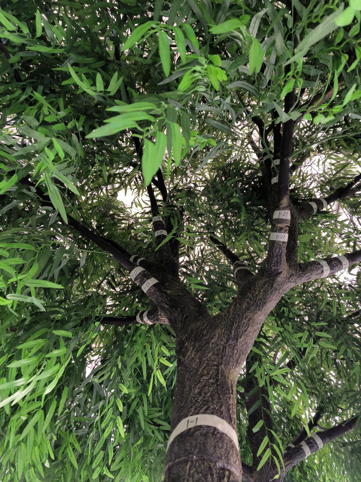 Broad-canopy green feature tree