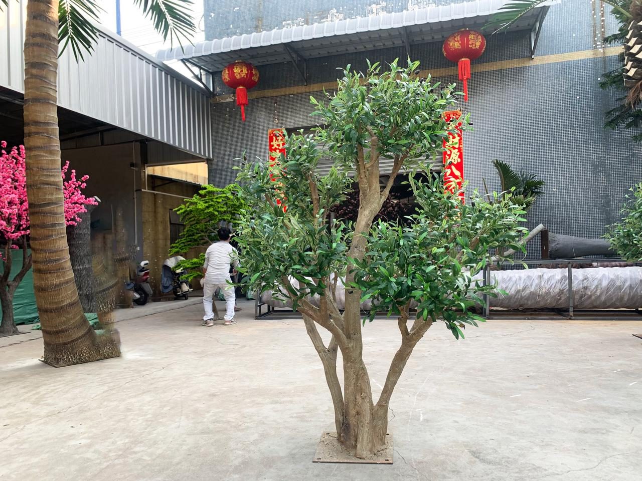 户外景石砂砾景观中的三棵橄榄树 — 橄榄树：车间与项目现场实拍