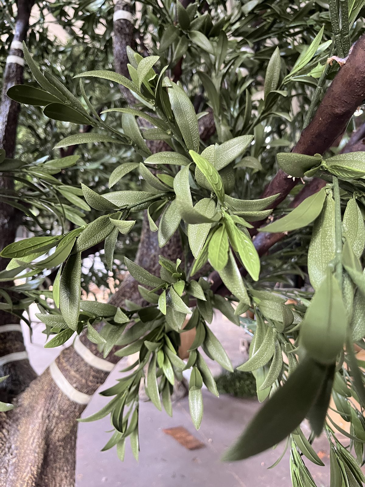 树干与枝条细节，天然树皮色调 — 橄榄树：车间与项目现场实拍