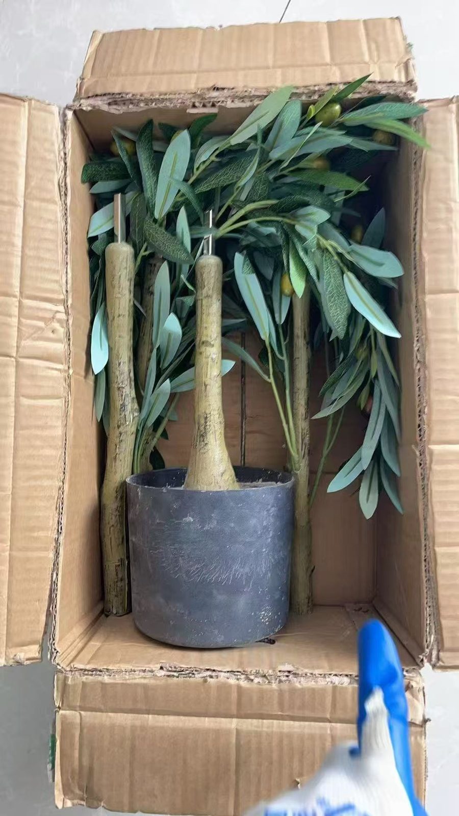 装箱出口的橄榄树 — 橄榄树：车间与项目现场实拍