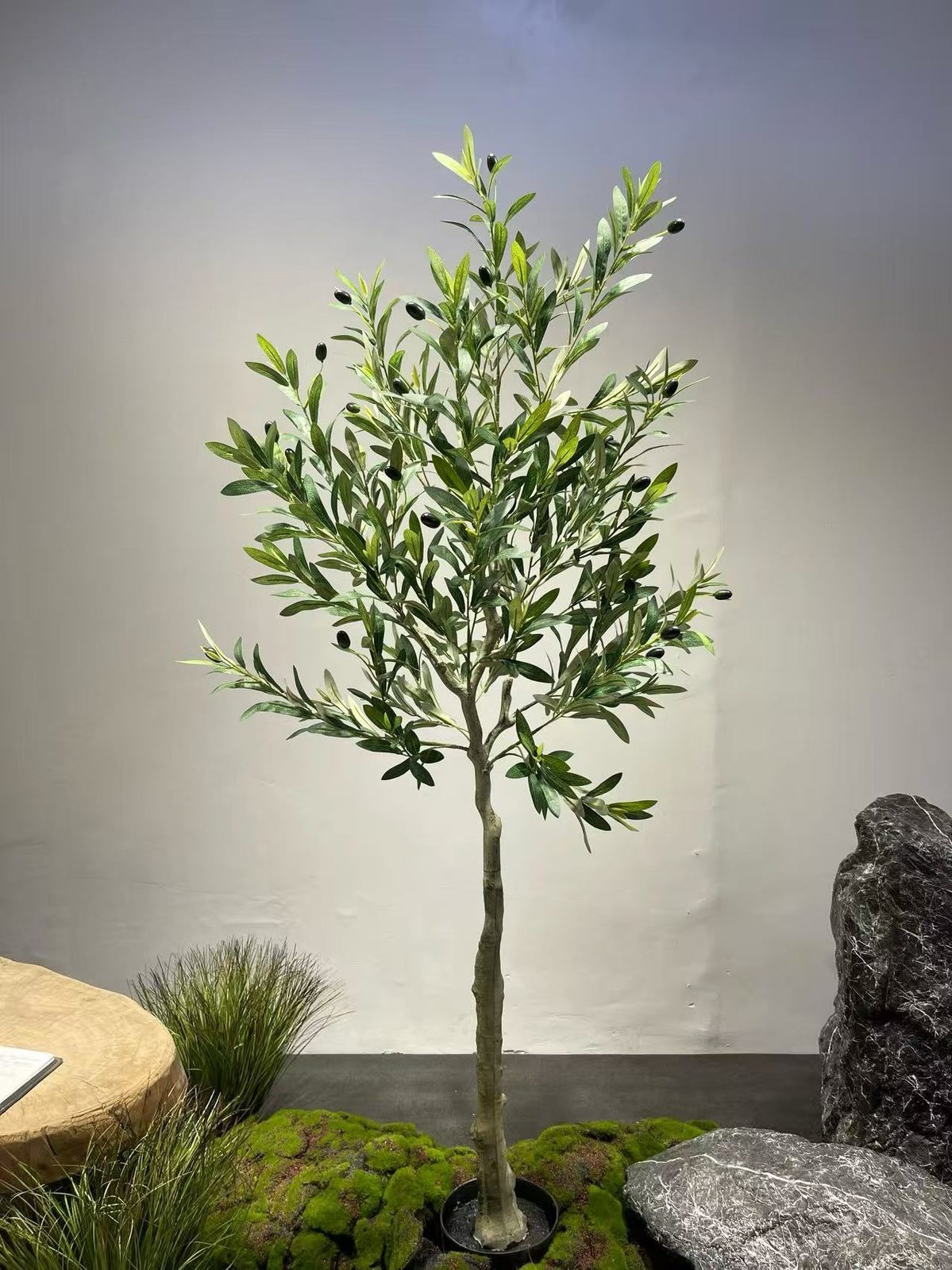 苔藓基座橄榄树，适用于零售与餐饮陈列 — 橄榄树：车间与项目现场实拍