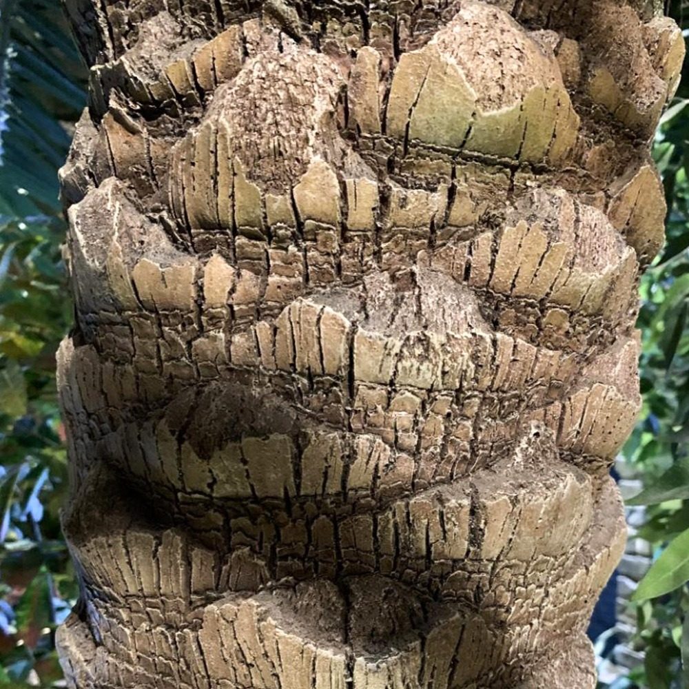 翻模自真实棕榈树皮的手工纹理 — 棕榈树：车间与项目现场实拍