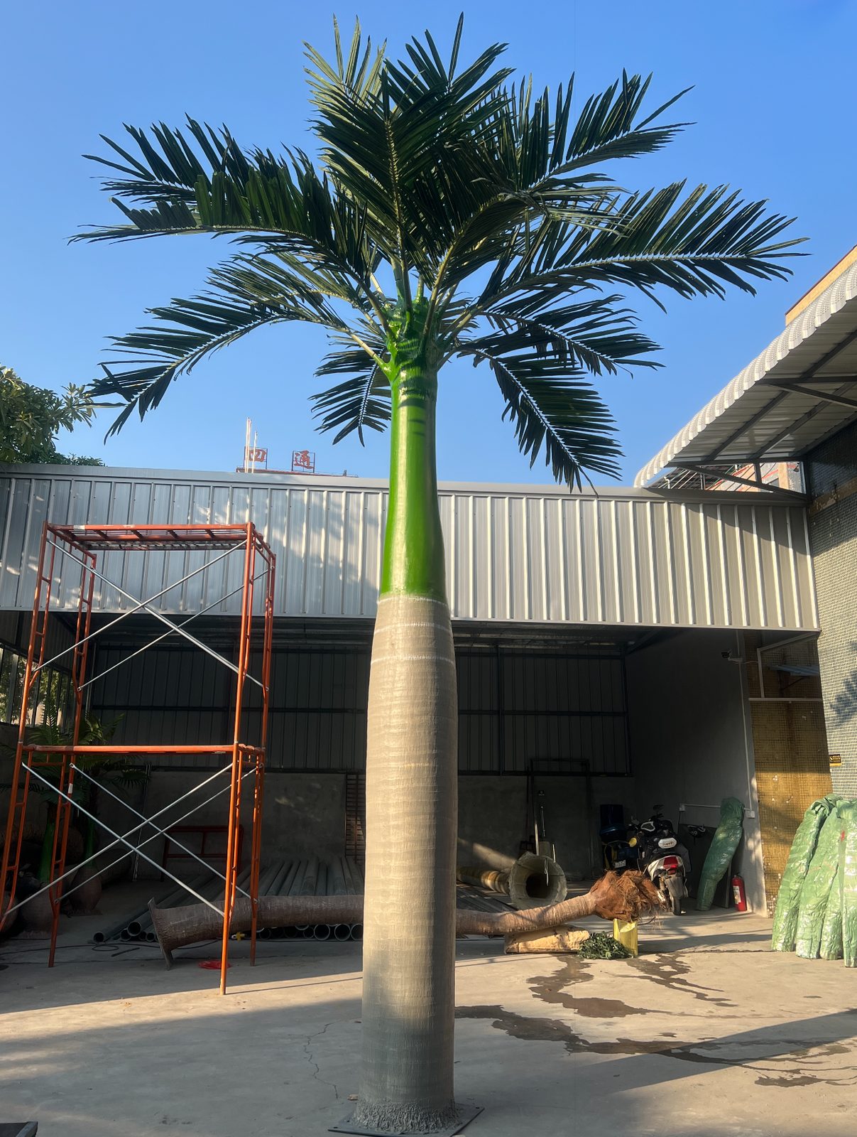 出口包装中的树干包裹与固定 — 棕榈树：车间与项目现场实拍