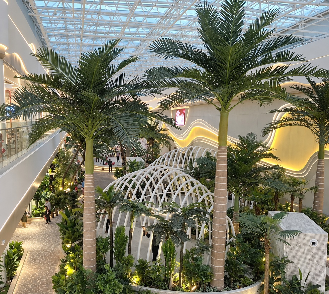 Coconut palms installed along a resort pool deck