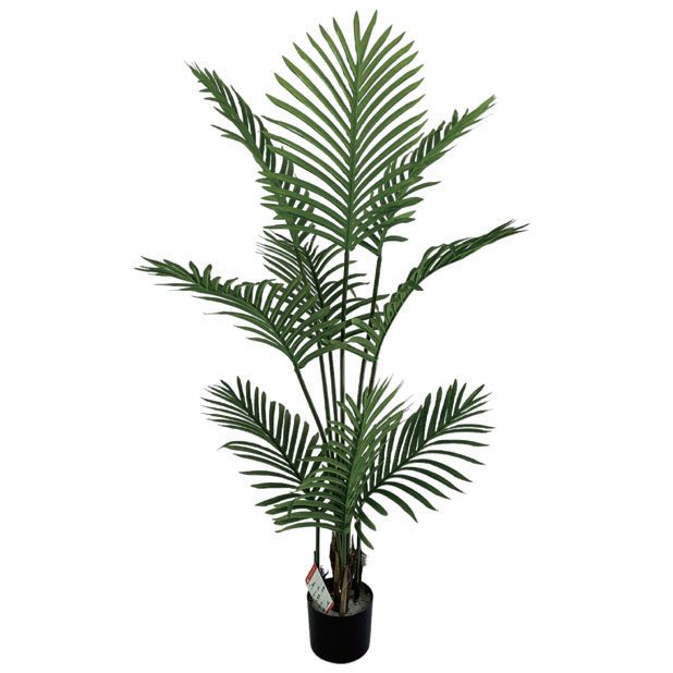 Potted areca palm, studio shot