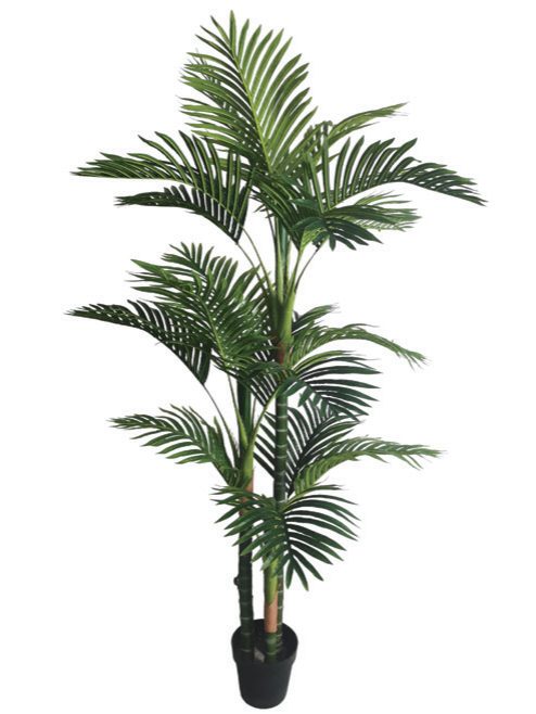 Large palm for lobby corners