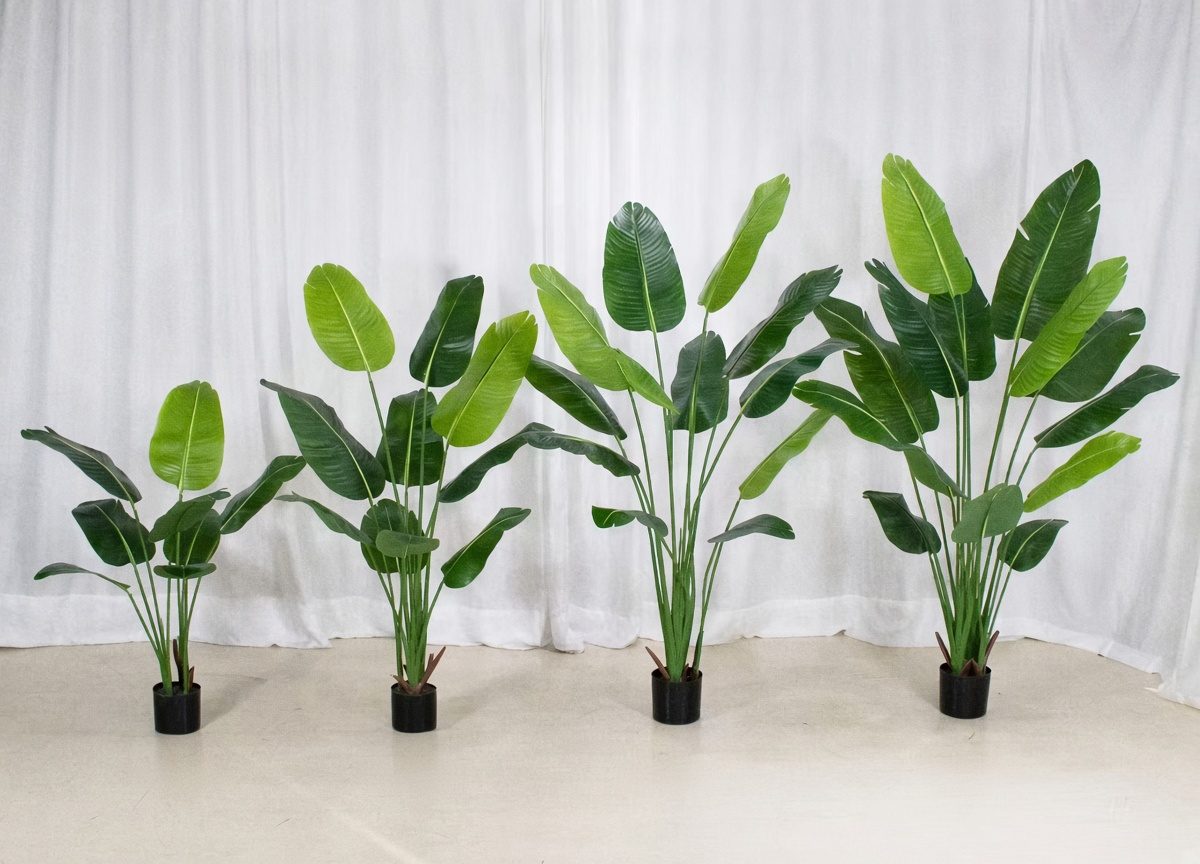 Shelf-ready plant range for retail programs