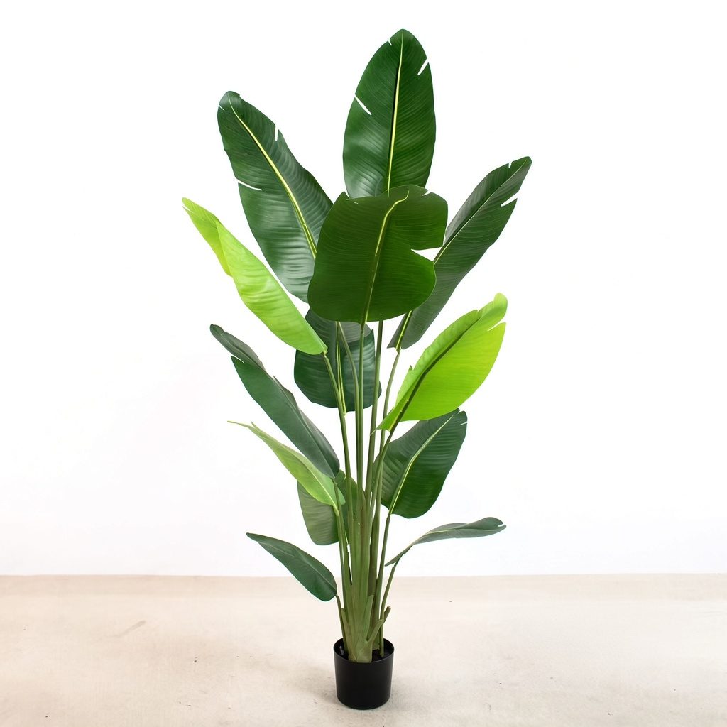 Traveler's palm with split fans