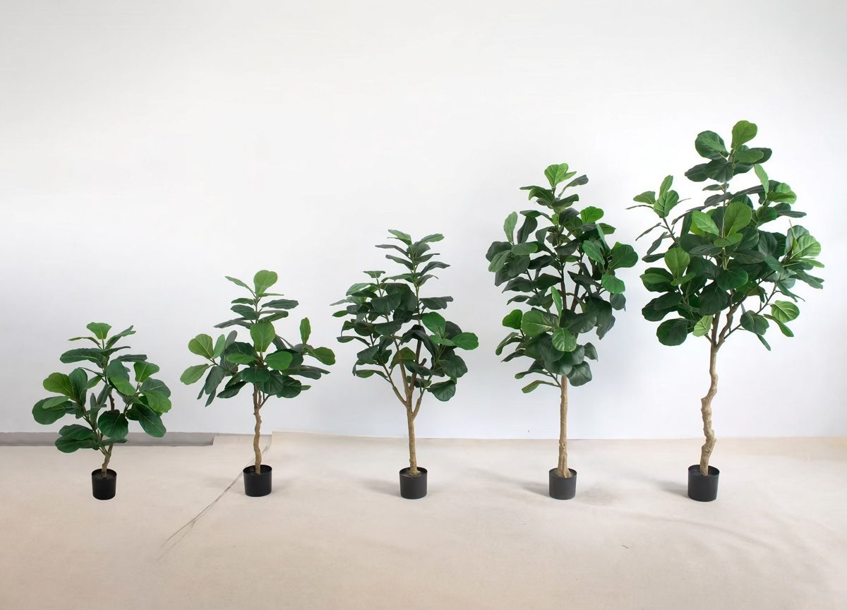 Fiddle-leaf figs graded for batch supply