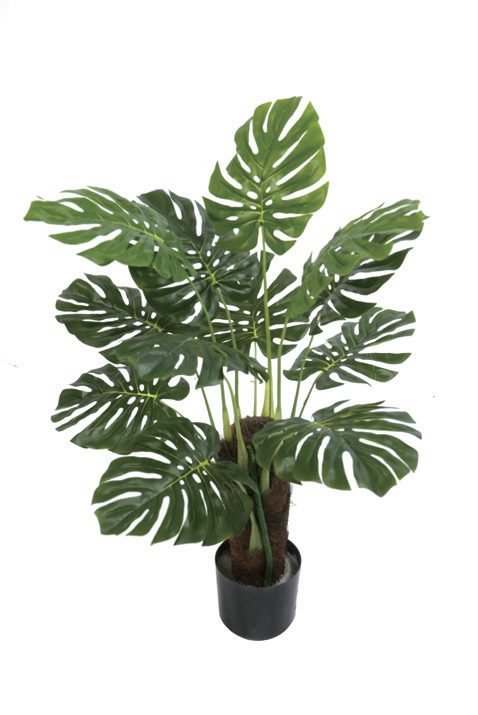 Monstera in a nursery pot, studio shot