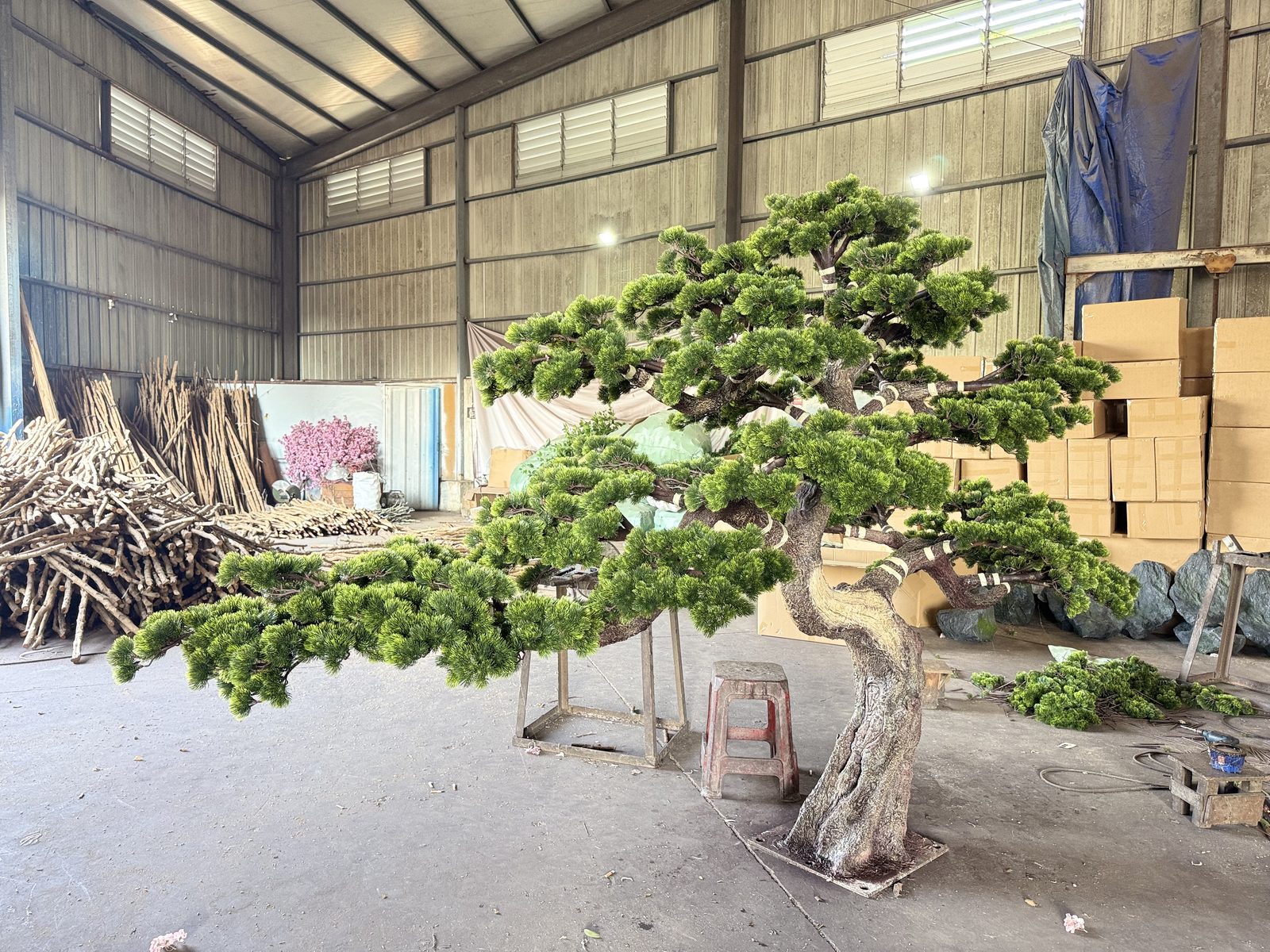 Wide-canopy pine in the workshop