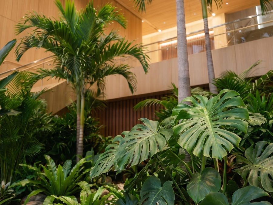 Tropical planting with palms and monstera in a corporate lobby in Dubai, UAE